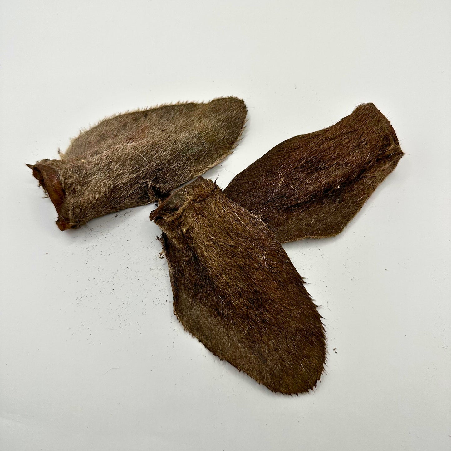 Kangaroo Ears Hair On