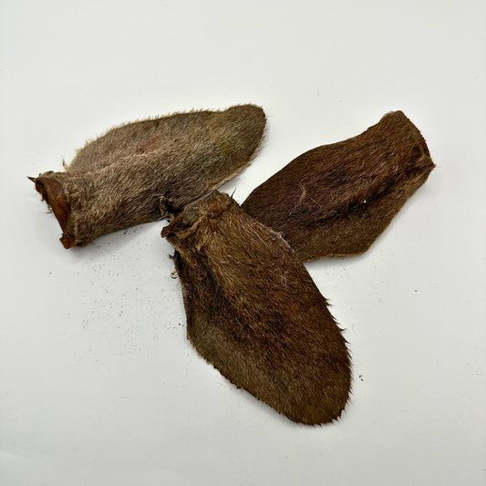Kangaroo Ears Hair On